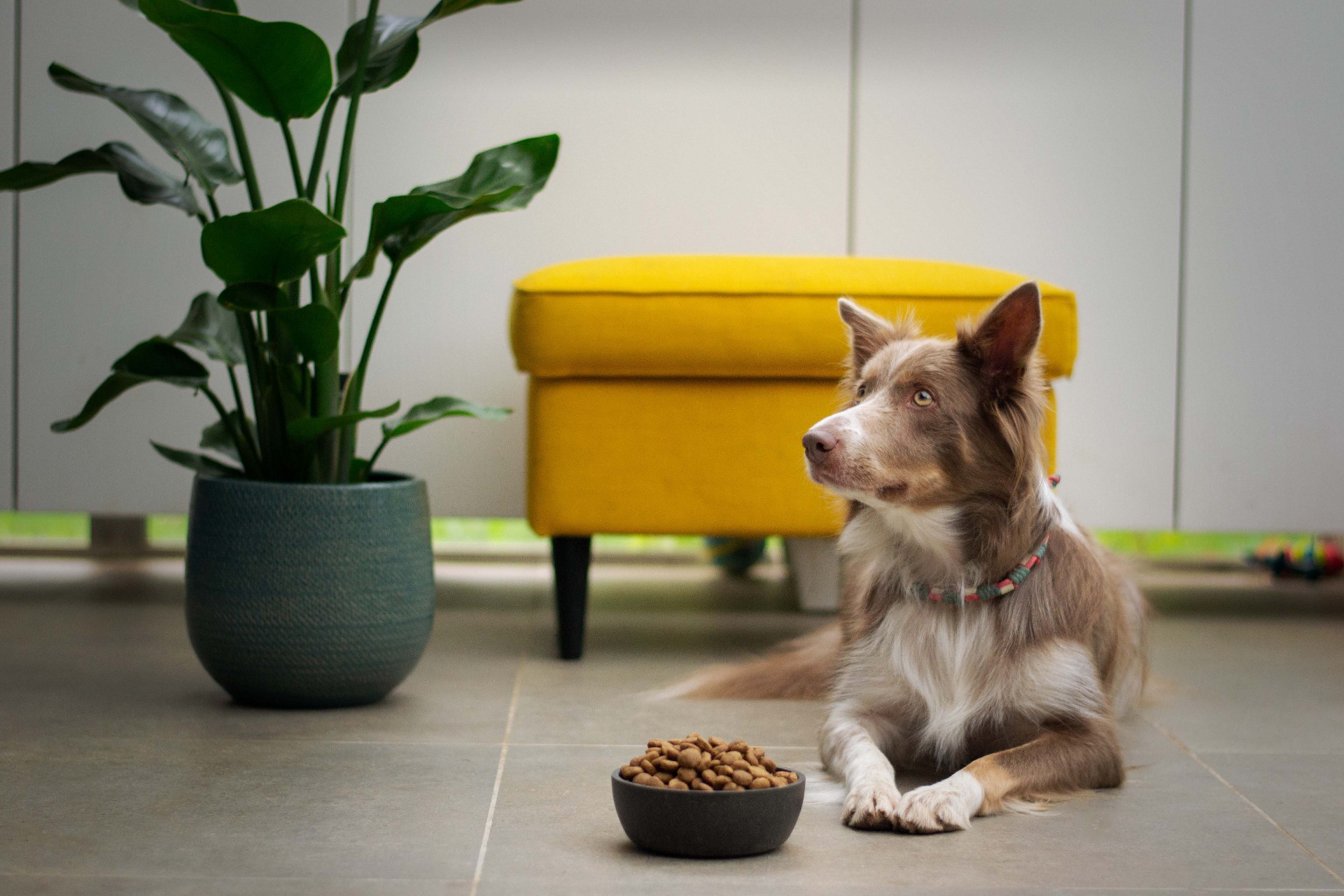 Harinas para alimentos para mascotas